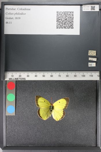Media type: image;   Entomology 119121